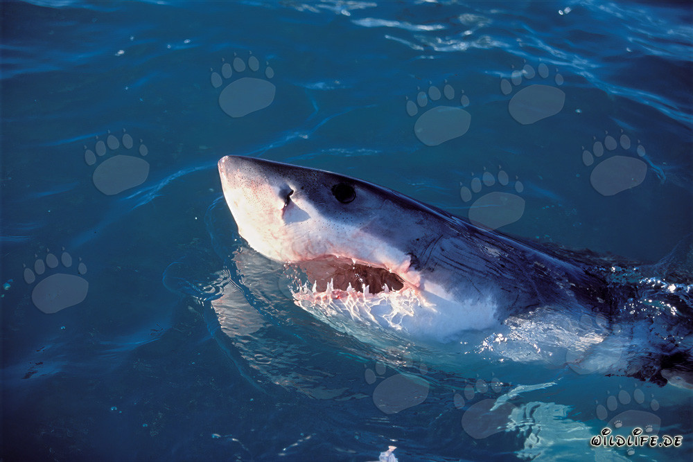 Impressive Great White Shark emerges from the water
