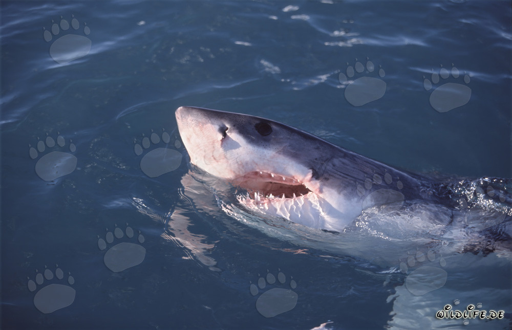 The Great White Shark - majestic marine creature off Dyer Island