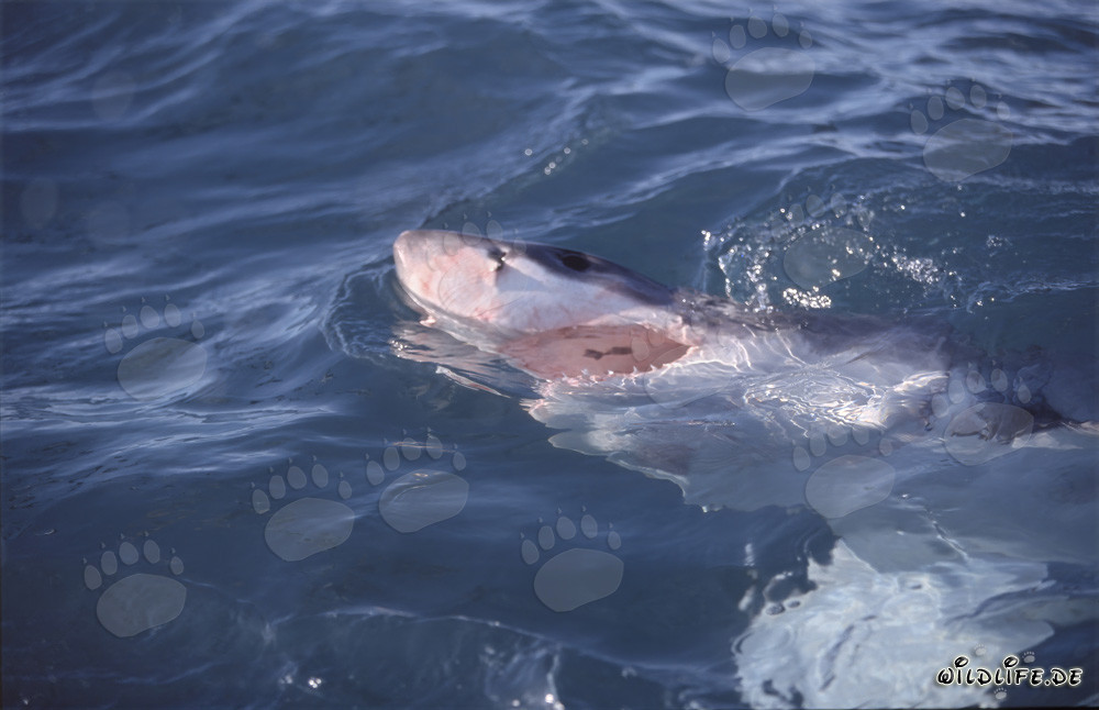 Grand requin blanc chasseur de surface