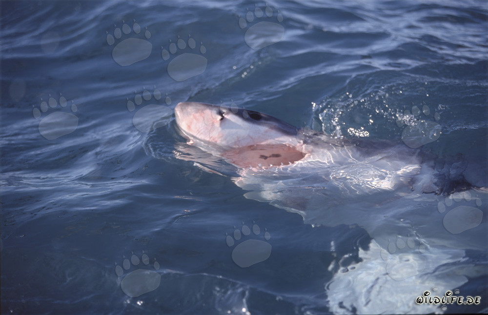 Surface Hunter Great White Shark
