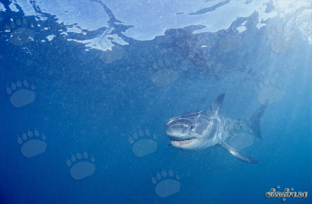 Baby Great White Shark searching for prey