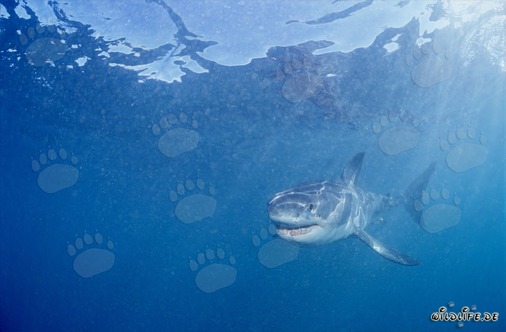 Jeune requin blanc à la recherche de nourriture