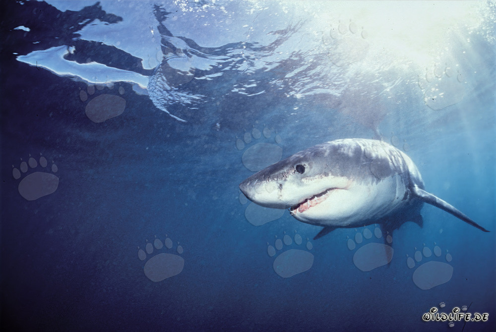 Junges Great White Shark auf Beutesuche