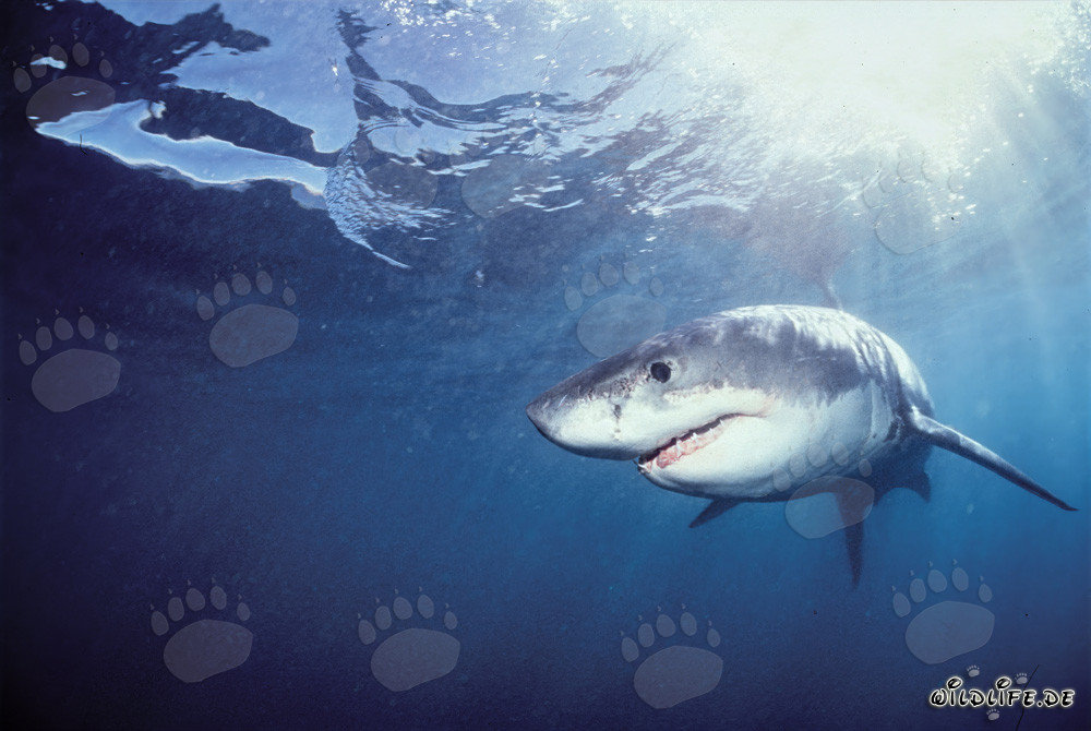Young Great White Shark searching for prey