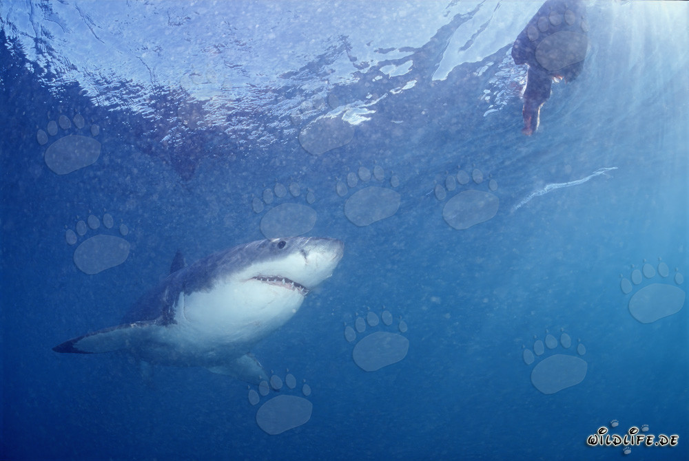 Fascinating Great White Shark Observing Bait near Gansbaai