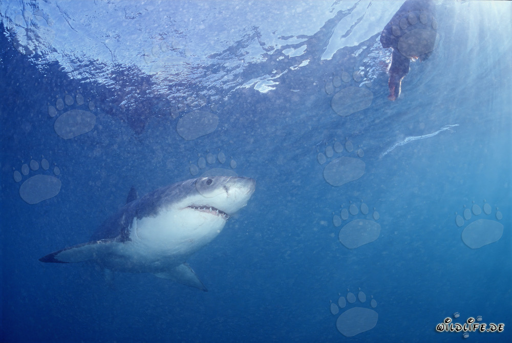 Affascinante squalo bianco osserva esca per pesci di fronte a Gansbaai
