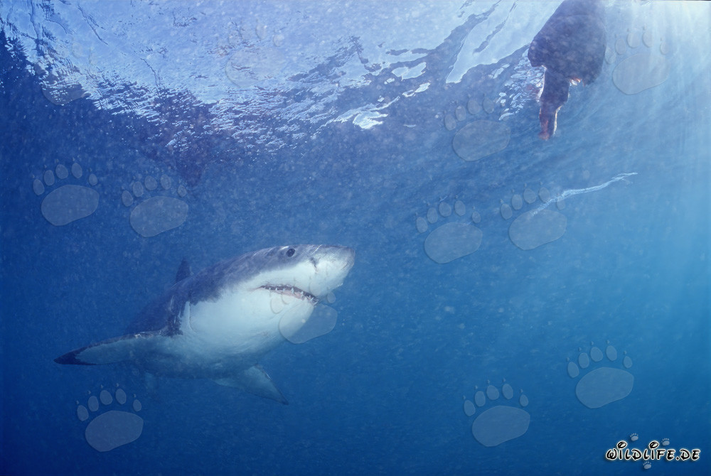 Faszinierender Weißer Hai beobachtet Fischkoeder vor Gansbaai