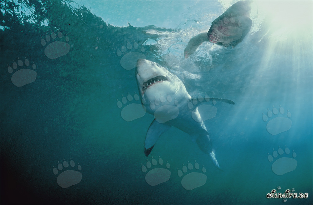 Grand requin blanc au large des côtes sud-africaines
