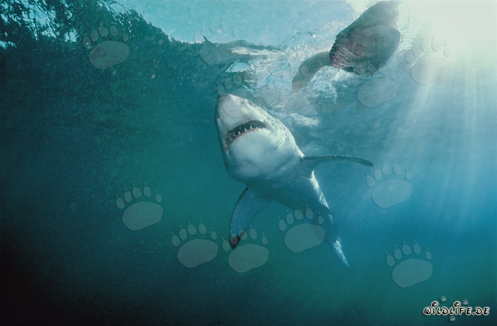 Great White Shark off the Coast of South Africa