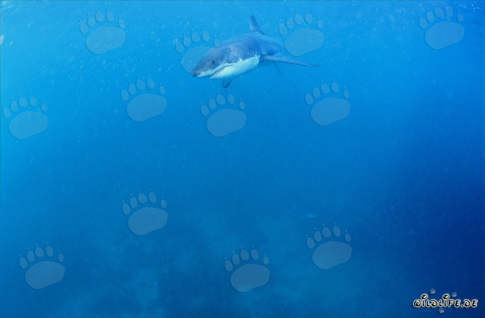 Baby Great White Shark searching for prey