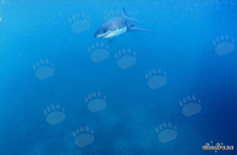 Jeune Requin Blanc à la recherche de nourriture