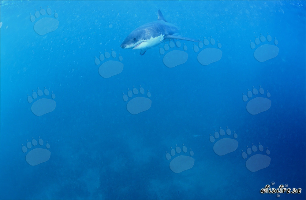 Tiburón Blanco bebé en busca de alimento