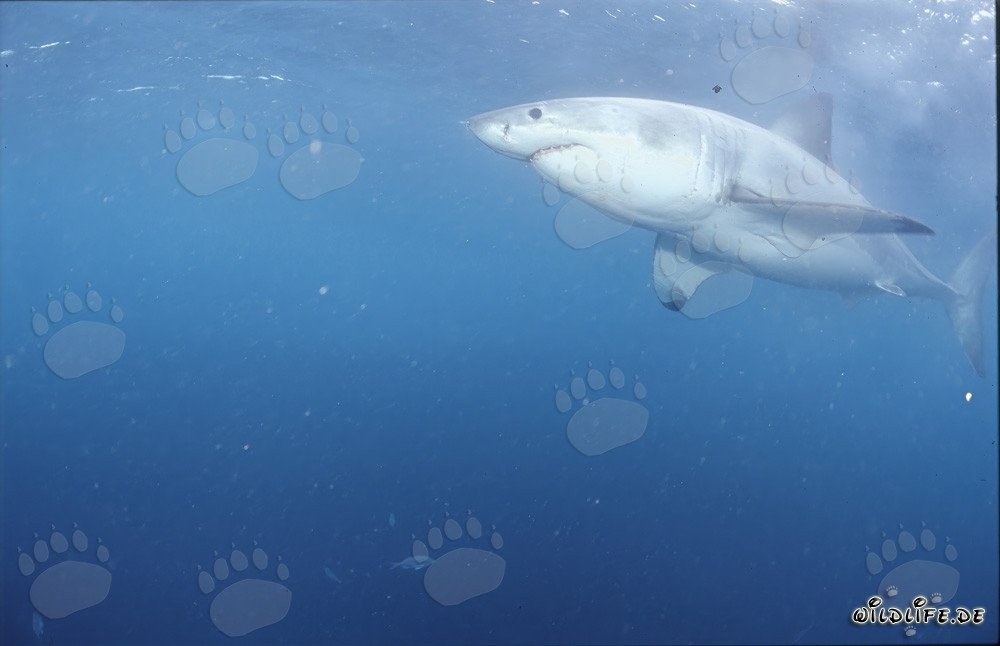 Observation du majestueux Grand Requin Blanc au large des côtes sud-africaines