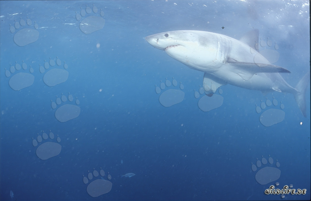 Observación del majestuoso Gran Tiburón Blanco frente a la costa de Sudáfrica