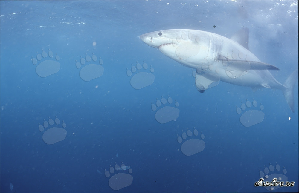 Observing the Majestic Great White Shark off the Coast of South Africa