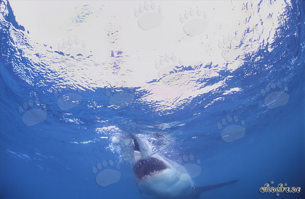 Gran tiburón blanco a punto de atacar en Sudáfrica