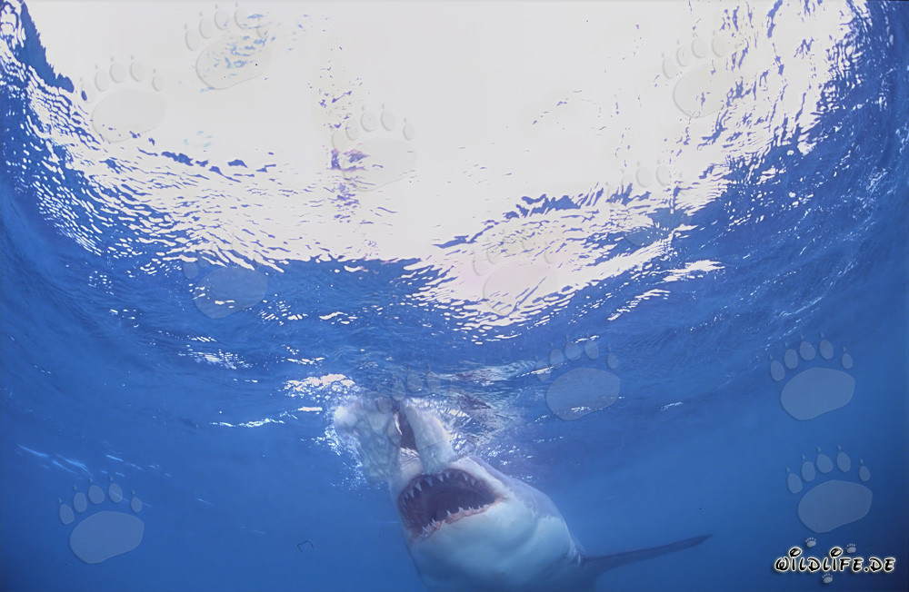 Great White Shark Just Before Attacking in South Africa