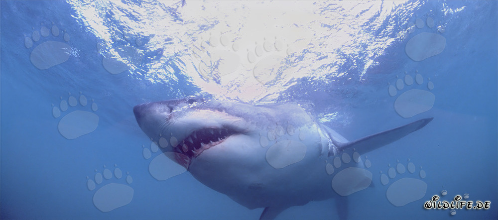 Grand requin blanc fascinant : prédateur dangereux des mers