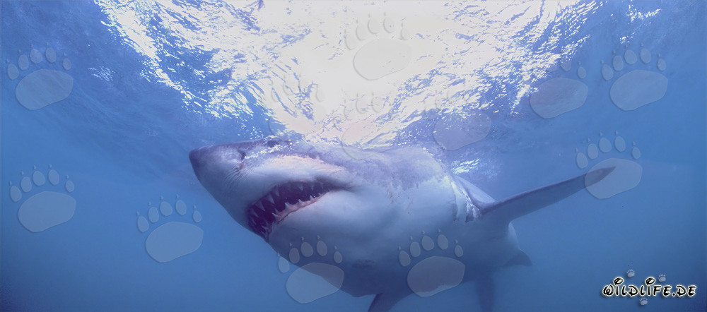 Fascinating Great White Shark: Dangerous Predator of the Seas
