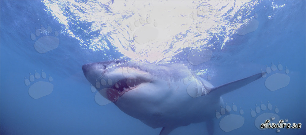 Affascinante squalo bianco: pericoloso predatore dei mari
