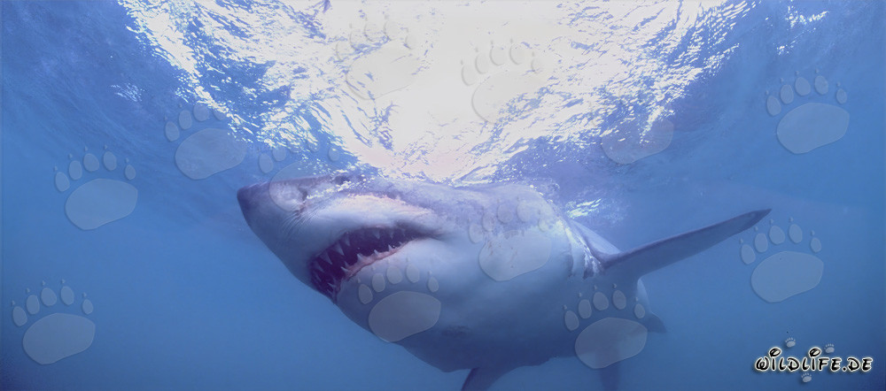 Fascinante tiburón blanco: depredador peligroso de los mares