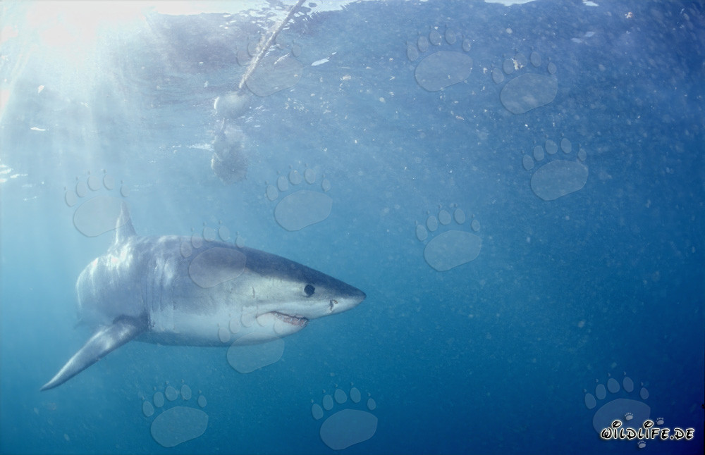 Grand requin blanc s'éloigne