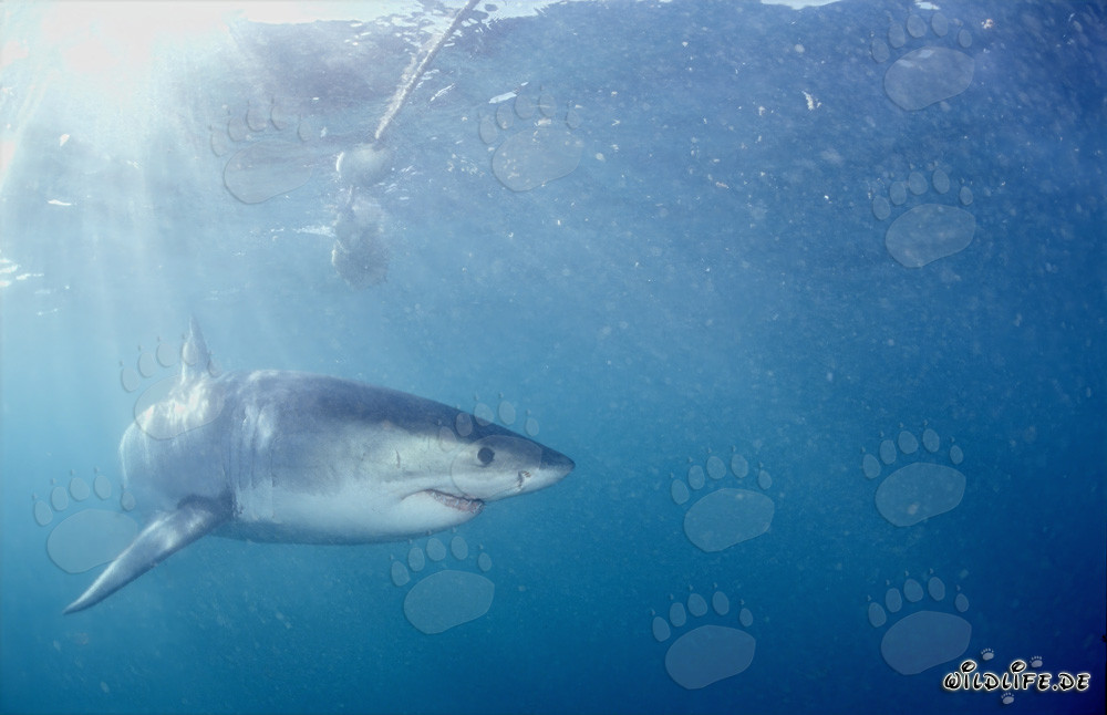 Great White Shark Turns Away