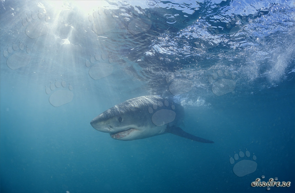 Baby great white shark in the light-flooded water