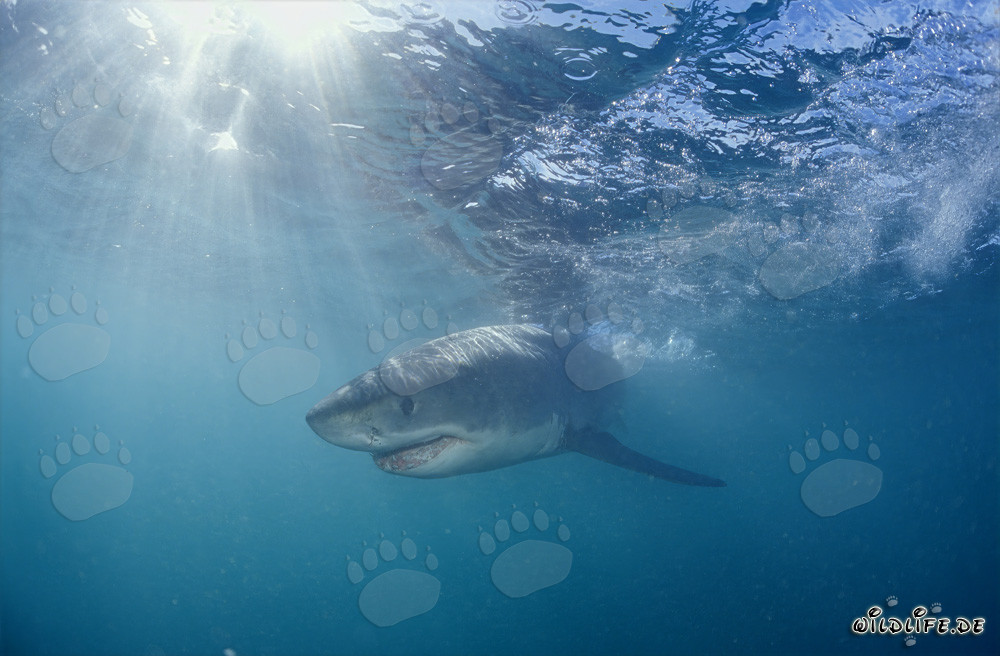 Jeune Requin Blanc dans l'eau illuminée
