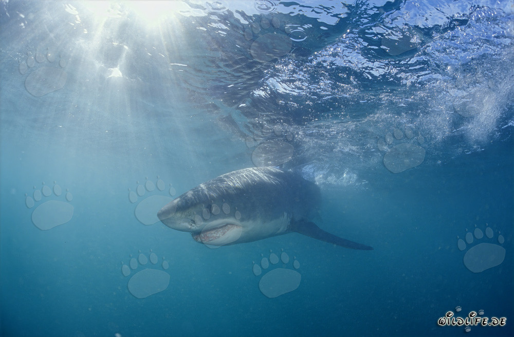Tiburón Blanco Joven en el agua iluminada