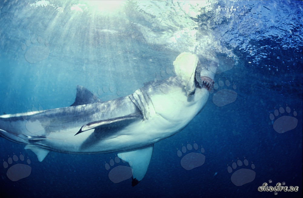 Biting Great White shark
