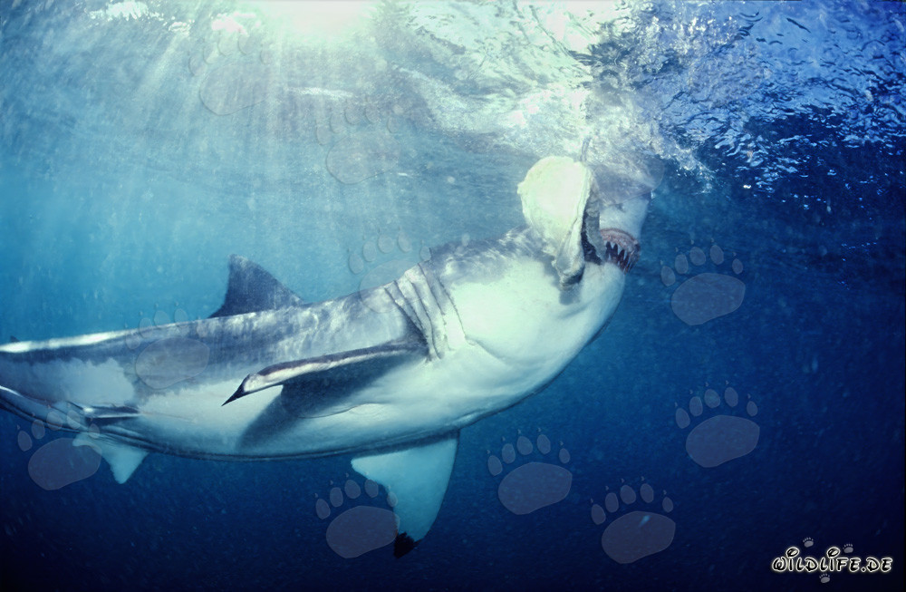 Gran tiburón blanco muerde