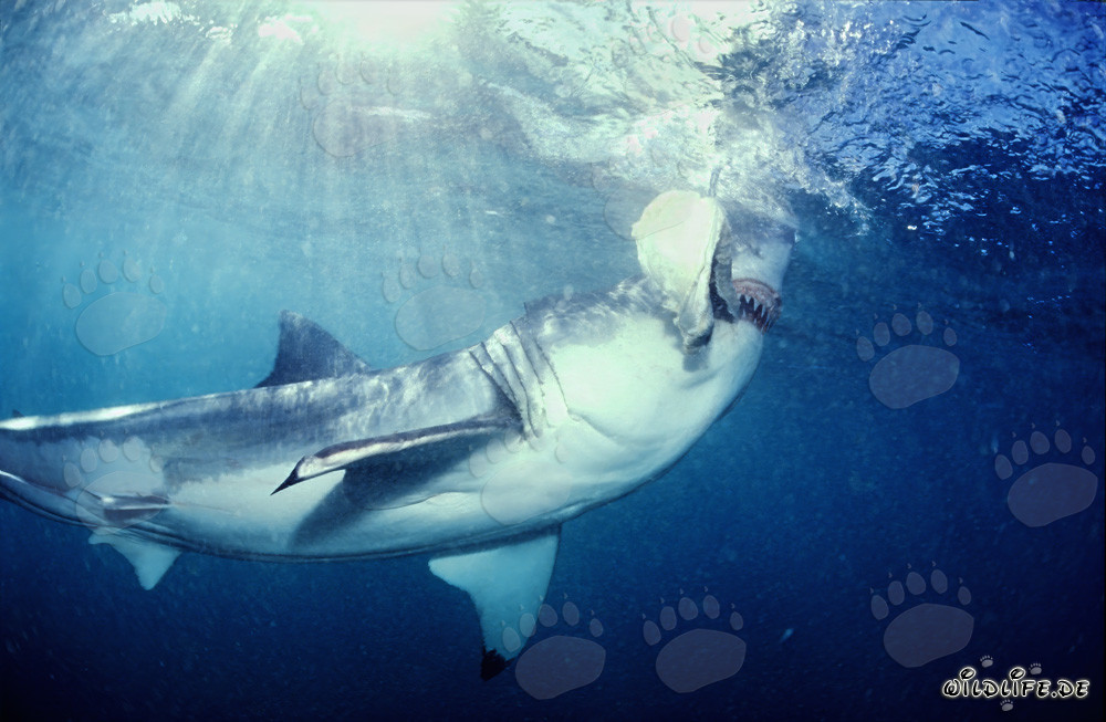 Grand requin blanc mord