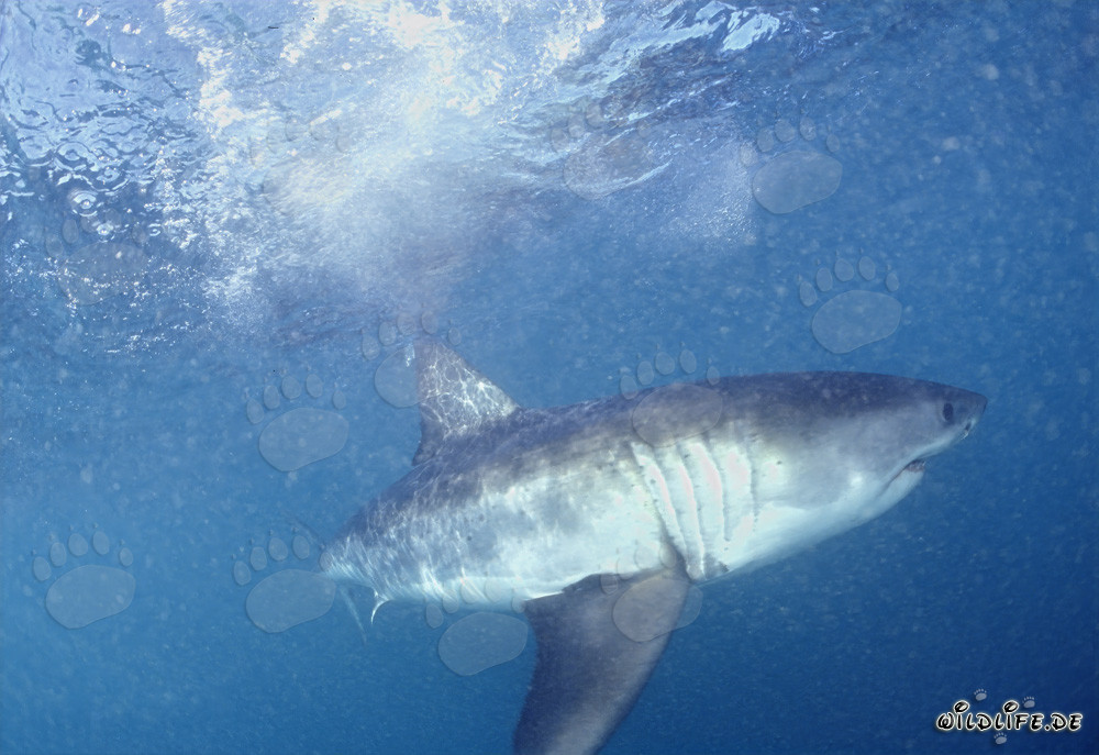 Gran Tiburón Blanco: Fascinante depredador de las profundidades marinas