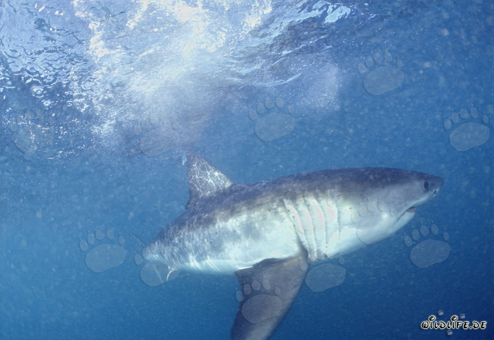 Grand requin blanc : fascinant prédateur des profondeurs marines
