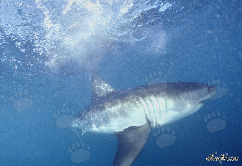 Grande Squalo Bianco: affascinante predatore delle profondità marine