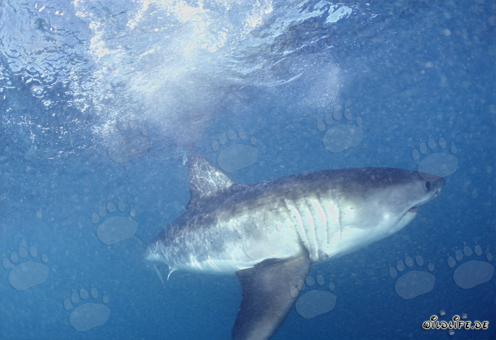 Great White Shark: Fascinating Deep-Sea Predator