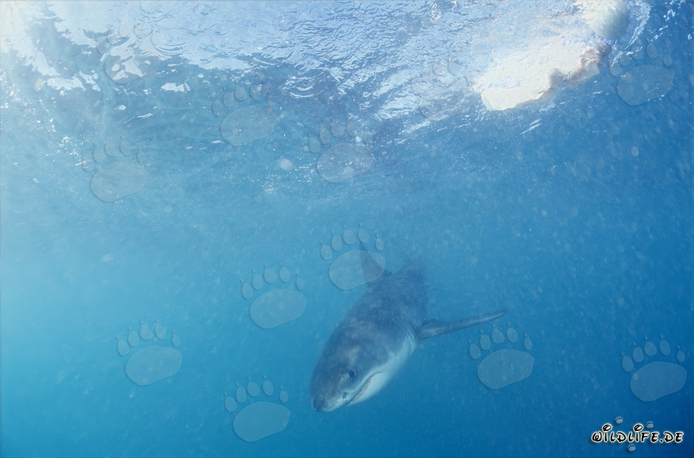 Baby Great White Shark searching for prey