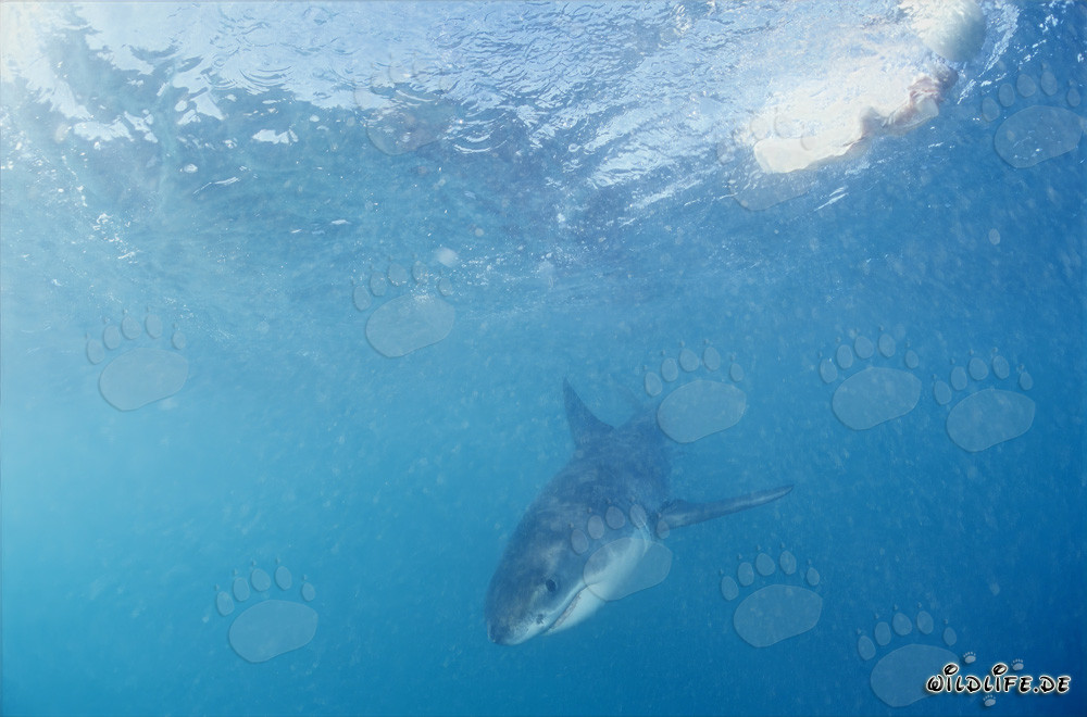 Jeune requin blanc à la recherche de nourriture