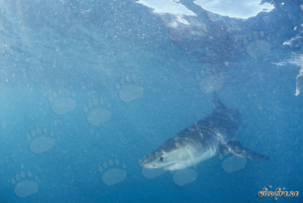 Jeune Requin Blanc Fascinant Nage Près de la Surface de l'Eau