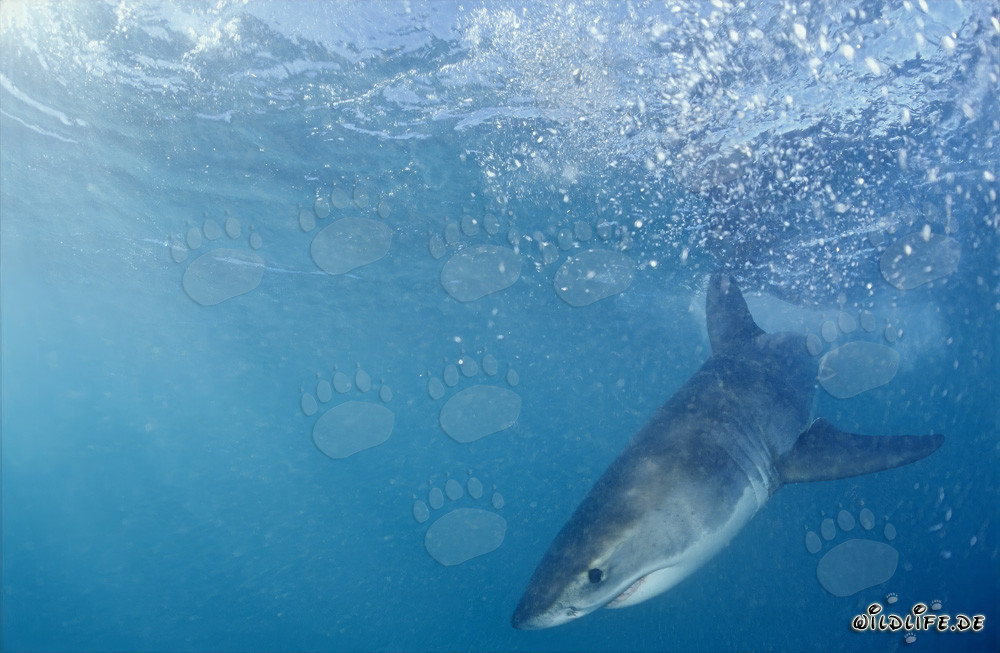 Curious Baby Great White Shark emerges dynamically