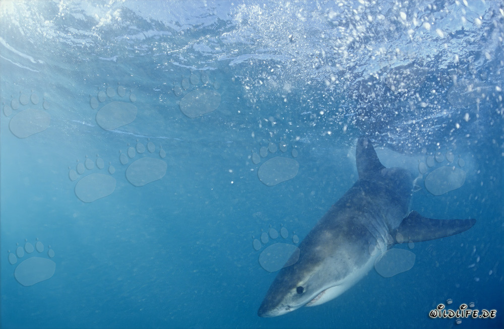 Jeune requin blanc curieux apparaît dynamiquement