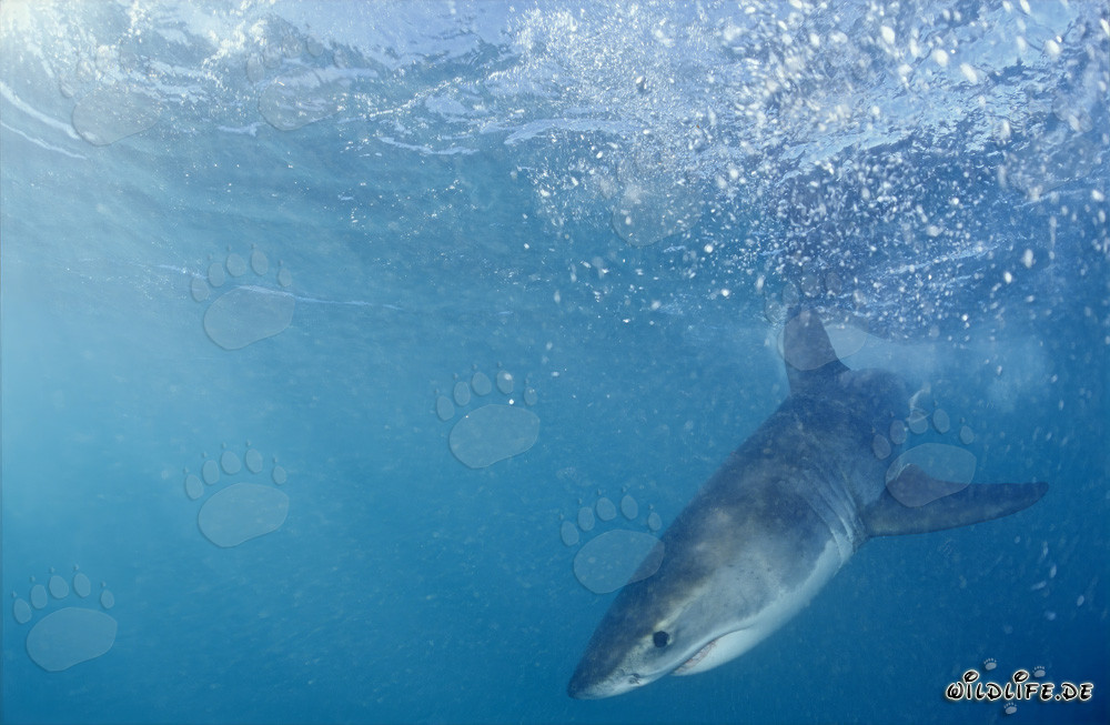 Curioso bebé tiburón blanco emerge dinámicamente