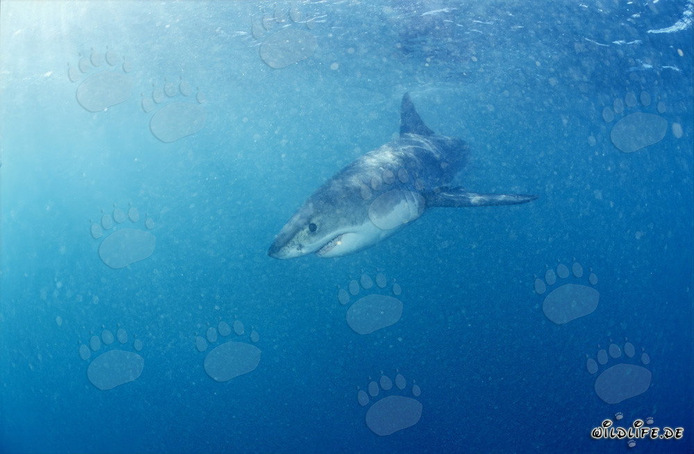 Fascination of the Oceans: Baby Great White Shark