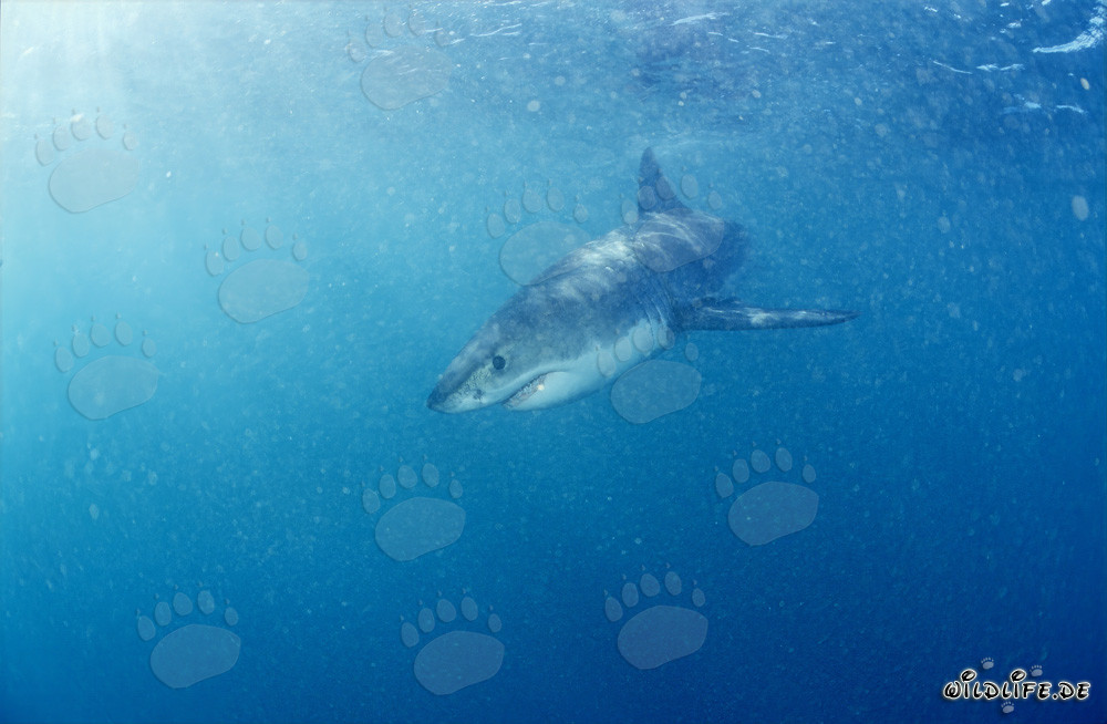 Fascino degli oceani: Baby Squalo Bianco