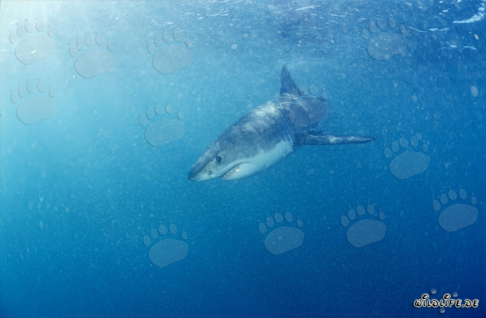 Fascination des océans : Bébé Grand Requin Blanc