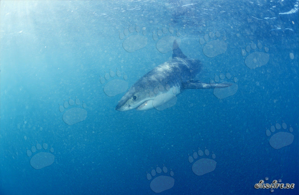 Fascinación de los océanos: Bebé Tiburón Blanco