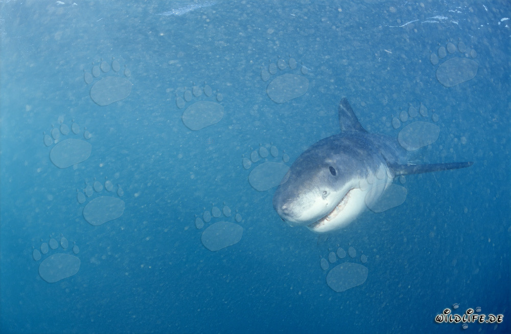 Baby Great White Shark swimming head-on