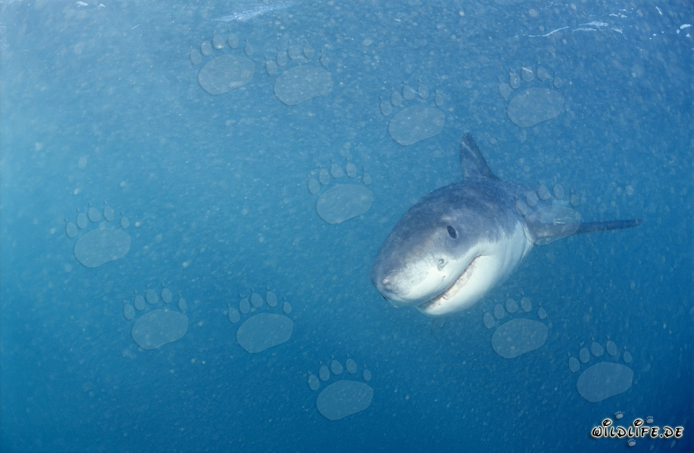 Jeune requin blanc nage de face