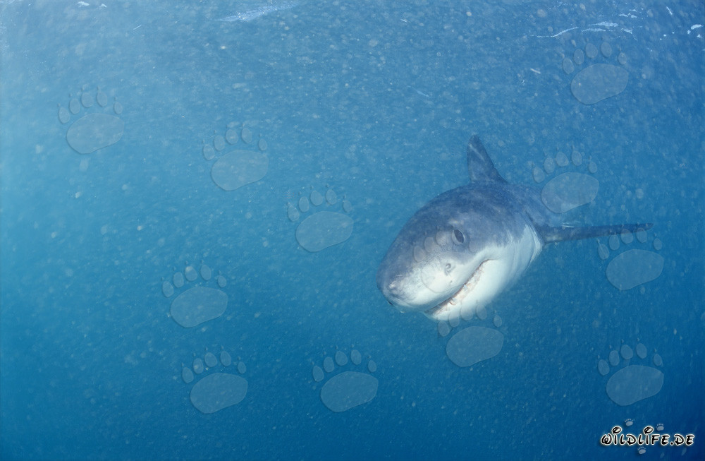 Tiburón blanco bebé nada de frente
